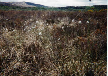 IRISH BOG Irish bog | Google Image