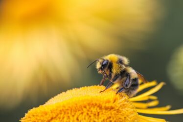 The Sunflower and the Bee: Overall winner, Tia Ann Age 11 from Greystones