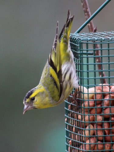 Siskin on peanut feeder | Oran O Sullivan