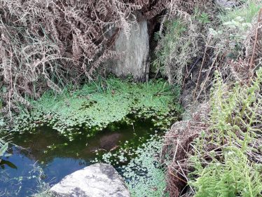 Holy Wells of Co.Wicklow Fundraiser Walk