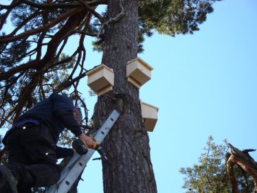 Bat Boxes being fitted near Vartry Bat Boxes being fitted near Vartry | Roundwood Tidy Towns