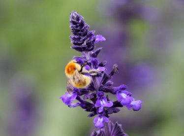 Bee on Lavender | Andrea MacDonagh