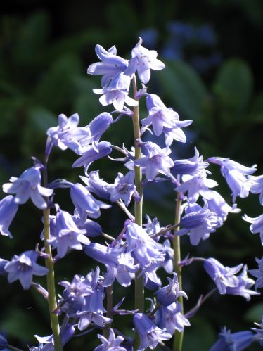 Bluebells | Roundwood and District Community Council