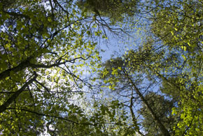 Learn & Explore at Native Woodland Trust Reserve Blessington