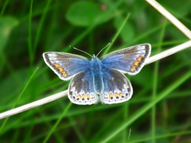 Common Blue