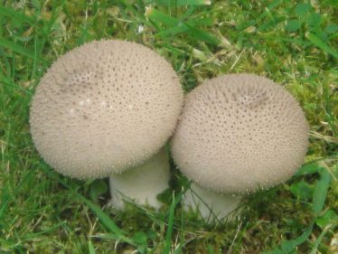 Puffball Mushrooms | Roundwood and District Community Council