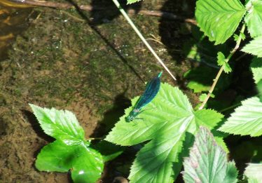 Dragon Fly Near Stream | PURE Mile