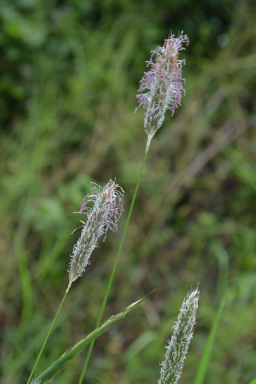 A Survey of Grassy Verges in County Wicklow