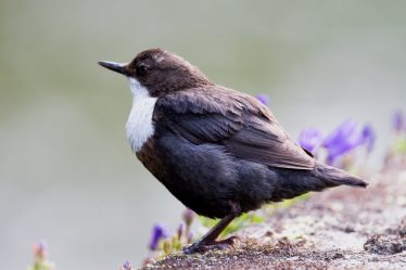 The Irish Dipper is an excellent indicator of good water quality. Photo: S. Connolly