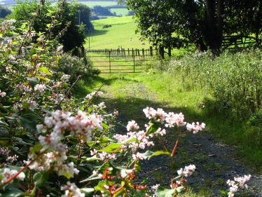 Beautiful hedgerows and gate to field in sunshine | The Askanagap Community Development Association