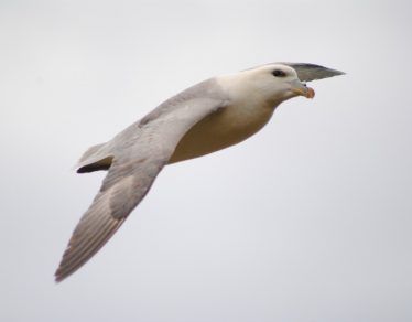 Fulmar | Trevor Connolly