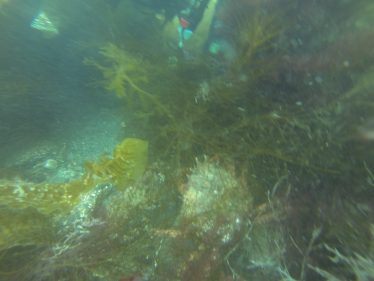 Spiny Spider Crab | Wicklow Aquanauts