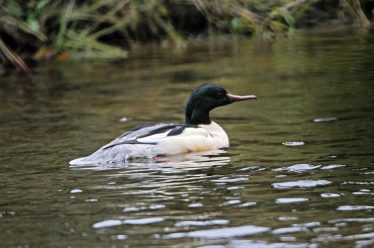 Goosander | Colum Clarke