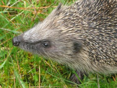 Hedgehog | Roundwood and District Community Council