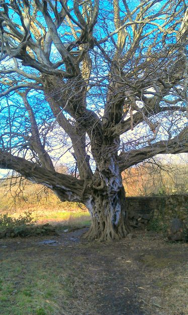 The Hornbeam Tree 400years old & the oldest living exotic tree in Ireland The Hornbeam Tree 400years old & the oldest living exotic tree in Ireland | Anne Mc Donald Dunganstown Castle 2014