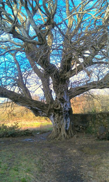 The Hornbeam Tree 400years old & the oldest living exotic tree in Ireland | Anne Mc Donald Dunganstown Castle 2014