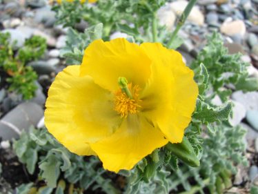 Horned Poppy