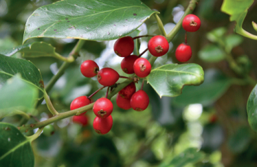 Ilex Altaclarensis 'Hendersonii Hodgins Hollies Ilex Altaclarensis 'Hendersonii Hodgins Hollies