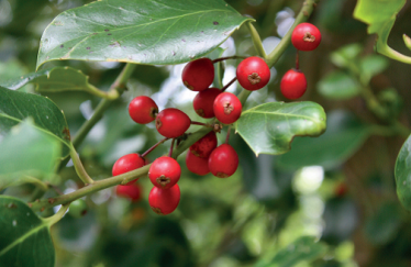 Ilex Altaclarensis 'Hendersonii Hodgins Hollies