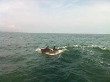 Bottlenose Dolphins Near Wicklow Town | R. Nairn