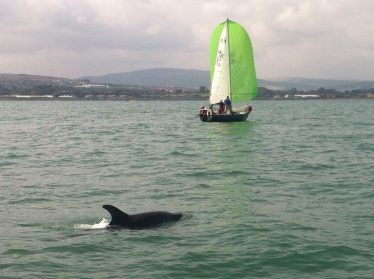 Bottlenose Dolphins Near Wicklow Town