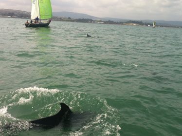 Bottlenose Dolphins Near Wicklow Town