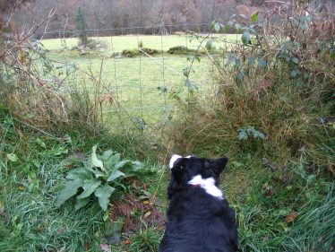 A Dog's Life? A Dog's Life? | Askanagap Community Development Assoc.