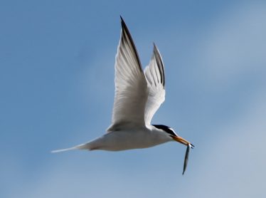 Little Tern Adult with Sandeel | Darren Ellis