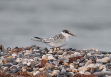 Little Tern Fledgeling | Darren Ellis