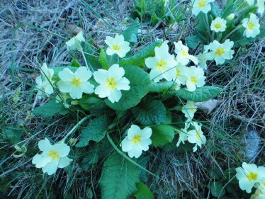 Wild primroses | Roundwood Tidy Towns