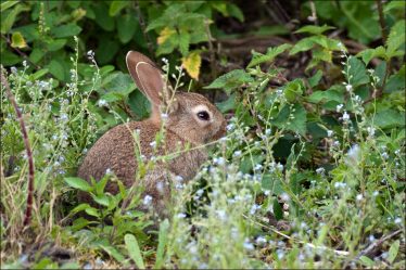 Rabbit in the nettles | The Askanagap Community Development Association