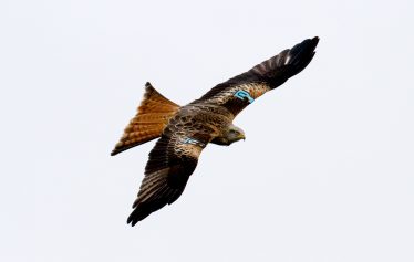 National Bird of Prey Centre - Wicklow County Tourism