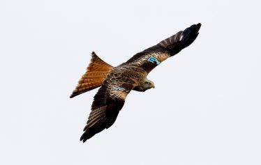 Red Kite with wing tags | Shay Connolly