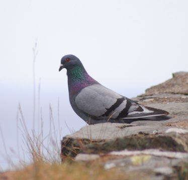 Rock Dove | Trevor Connolly