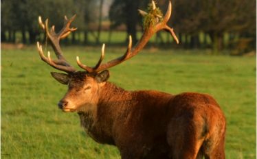 Red Deer