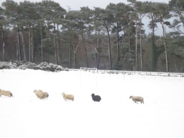 White sheep and one black one in the snow | Roundwood Tidy Towns