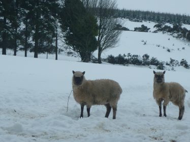 Sheep in the snow | The Askanagap Community Development Association