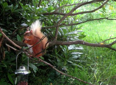 Red Squirrel Red Squirrel | Roundwood and District Community Council