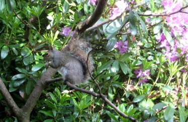 Grey Squirrel | Roundwood and District Community Council