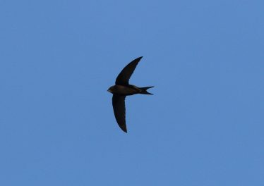 A Swift in Flight | Dick Combes