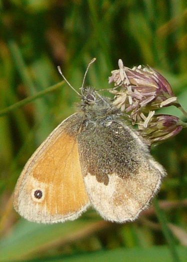 Small Heath