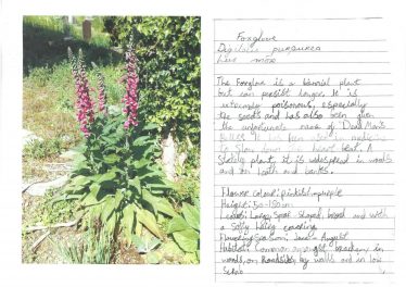 Foxglove | Brittas Bay National School