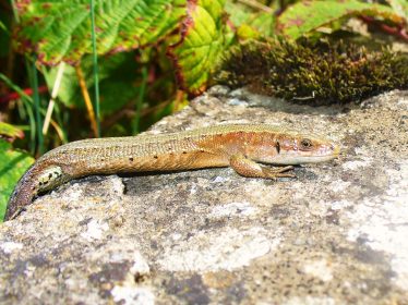 Viviparous Lizard on the Cliff Walk