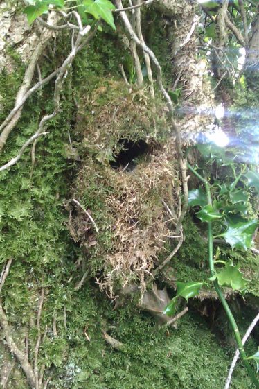 Wren's Nest Wren's Nest | Askinagap Community